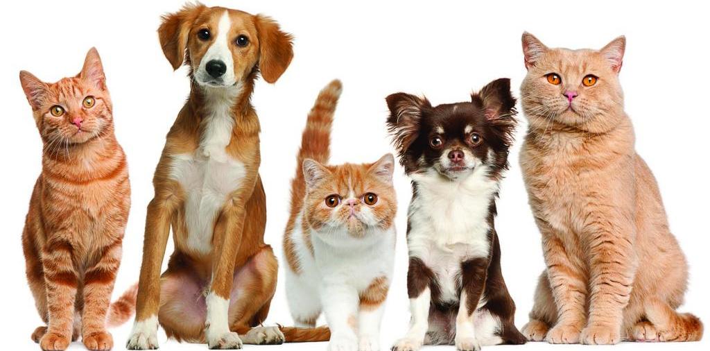 Доска объявлений о животных | ЗооТом - продажа, вязка и услуги для животных в Шексне
