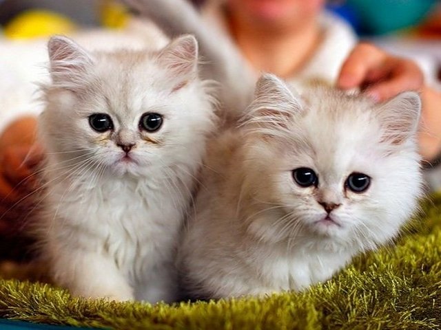 Породы кошек в Шексне | ЗооТом портал о животных