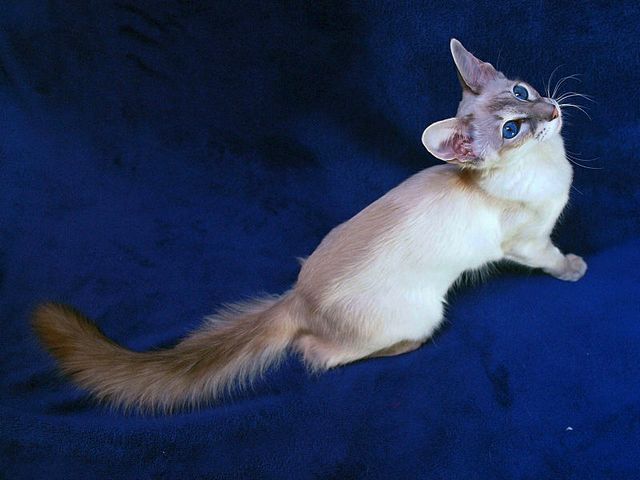 Выведенные породы кошек в Шексне | ЗооТом портал о животных