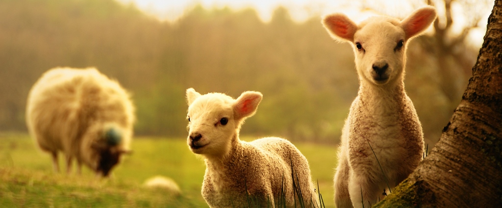 Объявления о сельскохозяйственных животных | ЗооТом - продажа, вязка и услуги для животных в Шексне