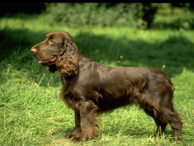 Породы собак в Шексне | ЗооТом портал о животных