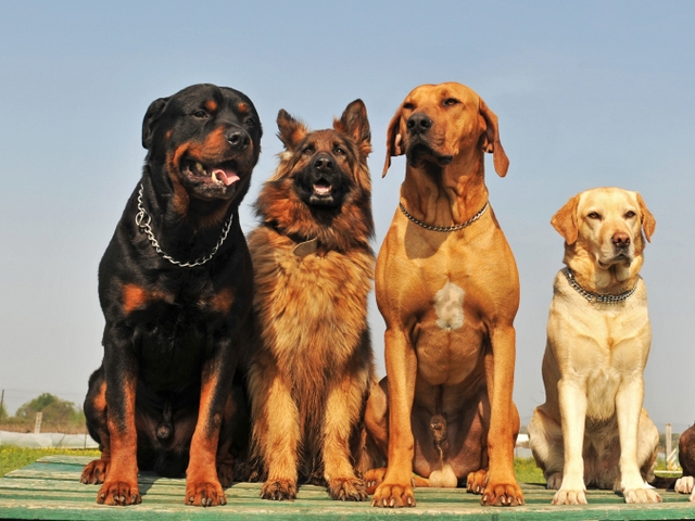 Крупные породы собак в Шексне | ЗооТом портал о животных